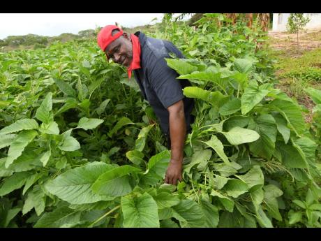 Hurdley ‘Justice’ Rowe at his callaloo farm in St Catherine  yesterday.