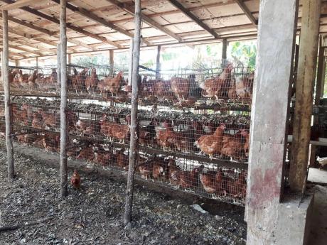 Layer hens at Mark Campbell’s farm in Trelawny.