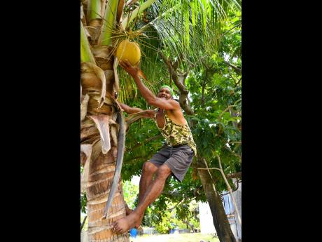 Credit: Kenyon Hemans Patrick Bromley picks a jelly coconut from a tree on his farm.