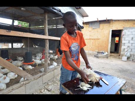 Conroy Shakespeare, the young chicken farmer in Old Harbour, St Catherine.