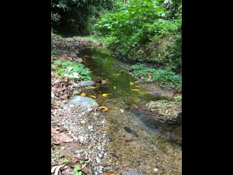 Credit: RuddyMathison The stream that Leroy Morrison depends on for water for his farm.