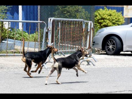 Stray dogs on the compound of the Elletson Road Police Station.