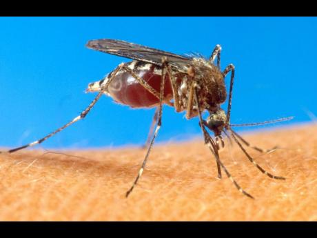 Aedes aegypti mosquitoes are the vectors of dengue fever. 