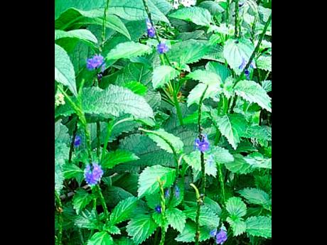 Credit: Gareth Davis Sr Vervine weed