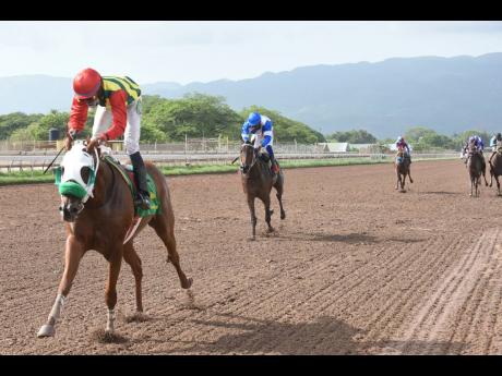 TOONA CILIATA (front) ridden by Dane Nelson.
