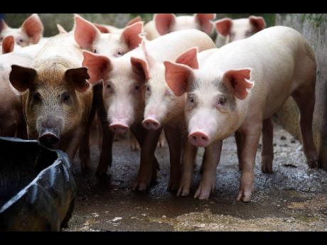 Pigs raised by Devon Gray at his farm in Claremont, St Ann.