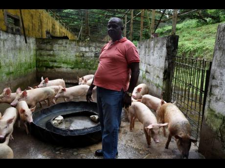 Devon Gray says he he would rather go without a woman than do without his pigs.