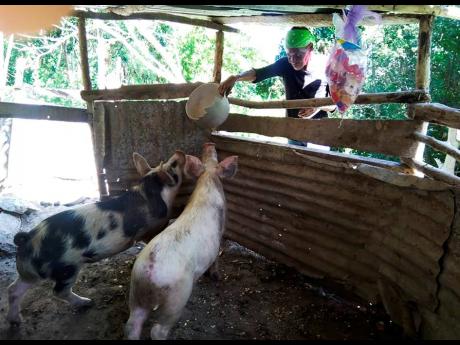 Credit: Albert Ferguson Joanna Walker feeding her pigs.