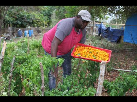Dwight Lawrence said that the equiptment received from the Jamaica Social Investment Fund will improve irrigation activities on his 3 1/2-acre farm.