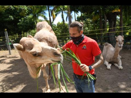 Curator of the Hope Zoo Joey Brown feeds one of the attraction’s camels Riatta.