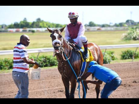 FILE
Patriarch, ridden by Dane Nelson, is cooled down by his handlers after cantering to an easy victory in the second race at Caymanas Park on Saturday, January 4, 2020.