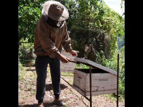 Credit: Ian Allen Spence tends to one of the hives in his apiary.