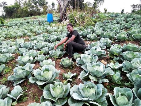 Sherika Braham, a young farmer of Woodland district in St Elizabeth, is seen here attending to her massive cabbage field.