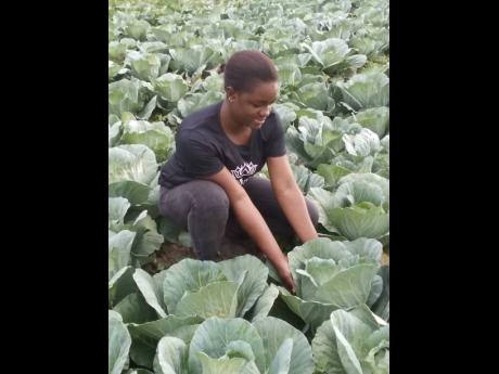 Farmer Girl Jessie is in love with farming. She is struggling to find market for her cabbage.