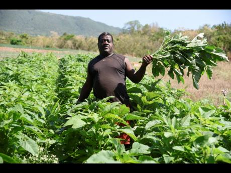 Conrad Murray shows off some of his mature callaloo in his field in New Forest, Manchester. He said he cannot find a market for the crop, and that has cost him about $350,000.