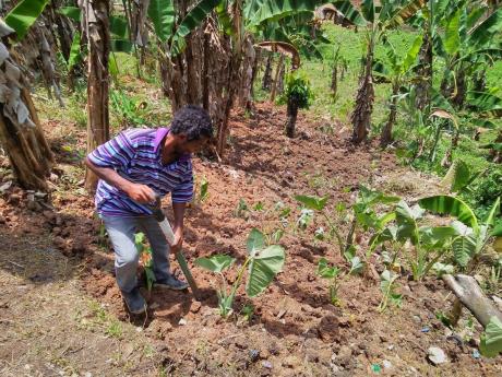 Evans working on his small farm.