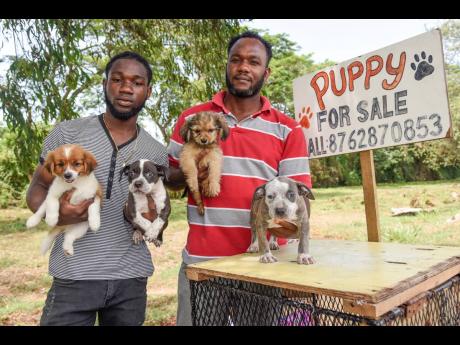  Brothers Chevon Ferguson (left) and Kevon Hart try to attract buyers for their puppies along Mandela Highway last Saturday.