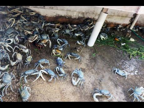 Crooks cleaned out Jermaine Morris’ crab pen last month, but the resilient farmer is in his way back.