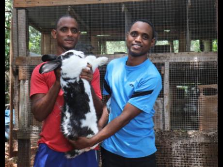 Damien (left) and Stevon Nembhard with one of their giant rabbits on their farm in St Elizabeth.