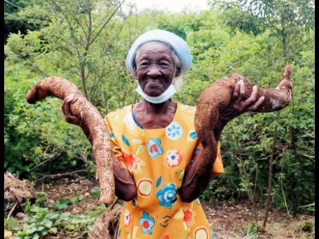 Ida Scott shows her cassava plants on her farm in Belmont, Bluefields, in Westmoreland.