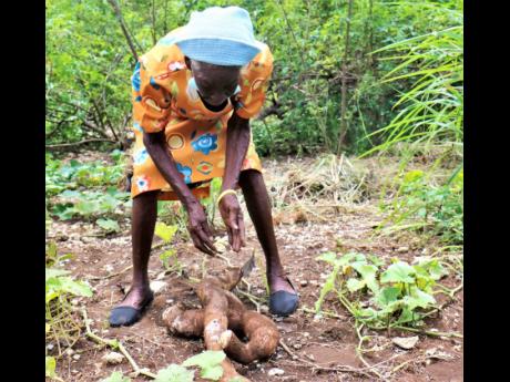 Ida Scott digs her cassava from the soil on her farm in Belmont, Bluefields, in Westmoreland.