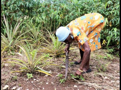 Ida Scott removes weeds that are growing among her pineapple plants.