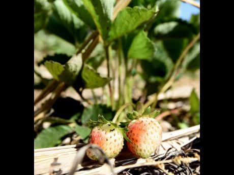  Strawberries are among the fruits grown at the Orange River Research Station in Highgate, St Mary.