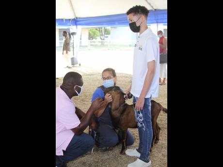 Vaughan with his mother Dr Gabrielle Young, livestock support manager at Nutramix and a farmer compare notes during the GOAT Seminar, put on by Nutramix at the Denbigh Agricultural Showground in May Pen, Clarendon on Wednesday.