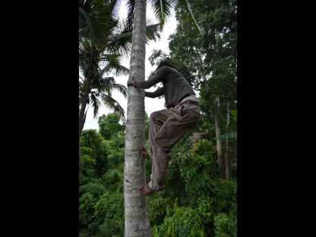 Orville Reid effortlessly shimmies up a coconut tree. Orville Reid effortlessly shimmies up a coconut tree. 