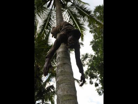 Reid shows how he descends from the top of coconut trees head-first.
