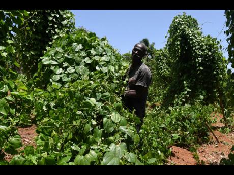 Francis said one of his greatest needs is fertilisers.