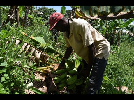 Davis said that he lost about $500,000 worth of crops.