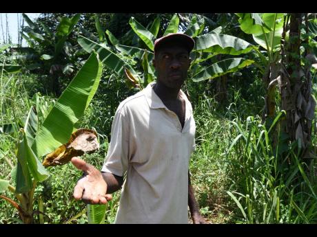 Phots by Kenyon Hemans 
Farmer Michael Davis is seeking help following heavy rains that destroyed much of his plantain farm.