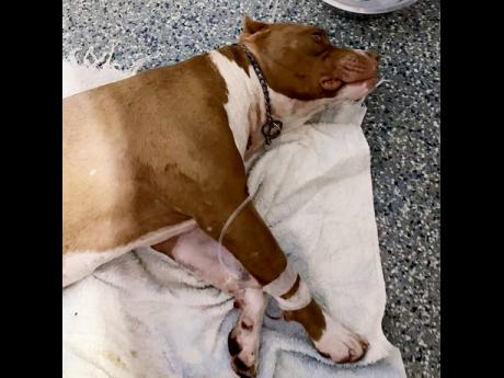 Marley, an eight-month-old pit bull, which was shot by an off-duty policeman in its yard.