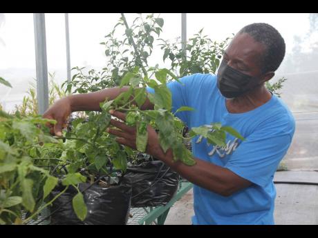 Herbert Freckleton tends to hot pepper that are under production in the Top Alston Climate-Smart Greenhouse.