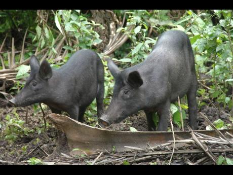 In this file 2007 photo, these wild hogs were spotted in Portland. 