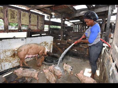 Coleen McLeod tends to her pigs in her St Andrew community yesterday.
