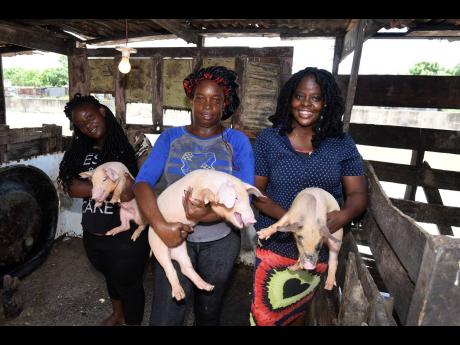 Female pig farmers (from left) Diana Daley-Downer, Coleen McLeod and Stacey-Ann Samuels. 