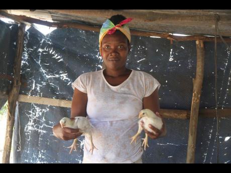 A few of the broiler chickens gifted to Suzette Wilson and her family by a Good Samaritan in Curatoe Hill, Clarendon.