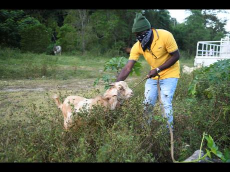 A potential buyer takes a look at a goat for sale.