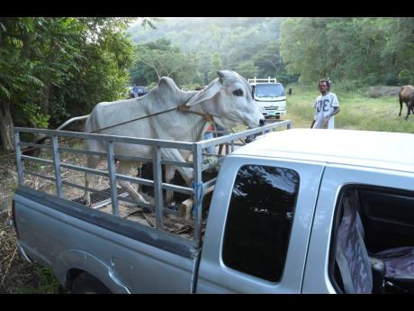 These men load cattle into the back of this pick-up at British livestock market in Clarendon on Saturday.