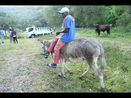 A farmer peruses some of the animals.
