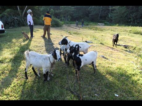 Some of the goats on offer at the livestock market.