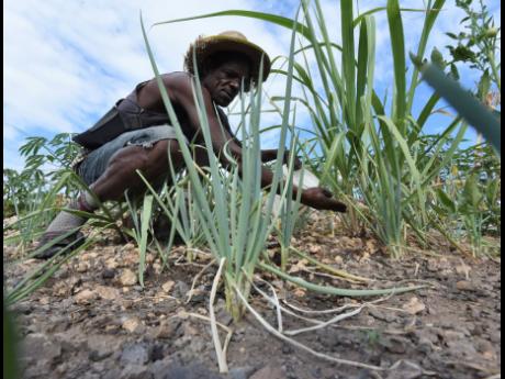 Credit: Ian Allen Fabian Melvin waters scallion.