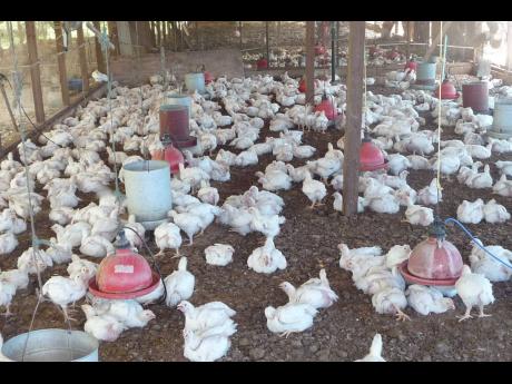 The price of locally produced chicken meat has increased by approximately 17 per cent over the last 12 months.