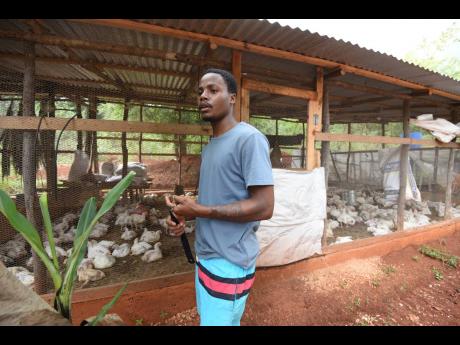 Ramario Grant, a chicken farmer in Cherry district, St Catherine.