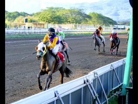 Jockey Paul Francis (foreground) guides home SWEET MAJESTY to victory in the ninth race, a four-year-old and Upwards Restricted Allowance event, over 5 1/2 furlongs at Caymanas Park on Sunday.