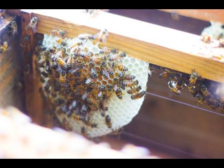 Bees are a permaculturist’s dream as they improve the pollination rate of many farm crops.
