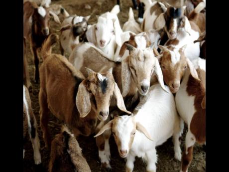 Credit: Contributed Praedial larceny, together with a lack of certification and traceability at slaughtering, has been inflicting a crippling blow on the small ruminant sector.