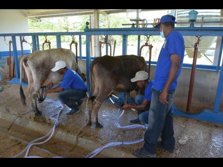 Staff members at the Sydney Pagon Science, Technology, Engineering and Mathematics academy  in St Elizabeth demonstrate how to utilise a mobile milk machine, which was donated to the school on by the Jamaica Dairy Development Board. 